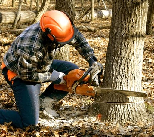 Tree Removal in Nickerson, KS